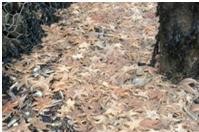 ANGLETERRE AVRIL 2013.jpg