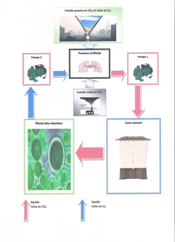 schéma générale algues.jpg