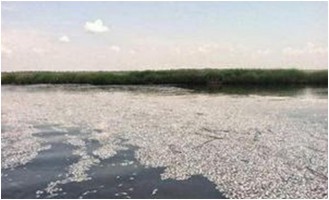 PHOTO 30 JUIN 2014USA.jpg